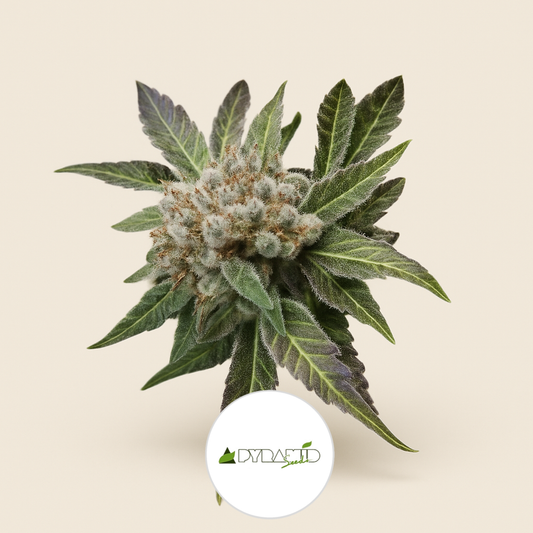 Blue Pyramid (Pyramid Seeds) Cannabis-Samen