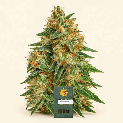 Runtz x Layer Cake feminisierte Samen (Barney's Farm)