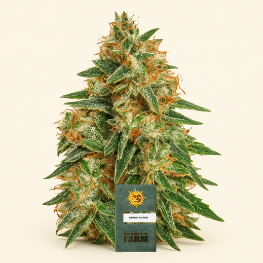 Runtz x Layer Cake feminisierte Samen (Barney's Farm)