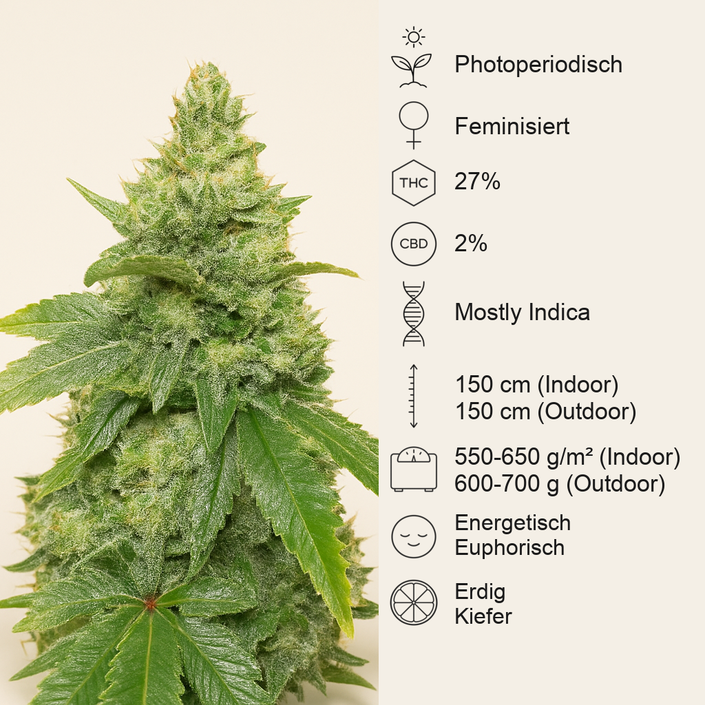 Gummy Skunk Fast Version feminisierte Samen (EGS)