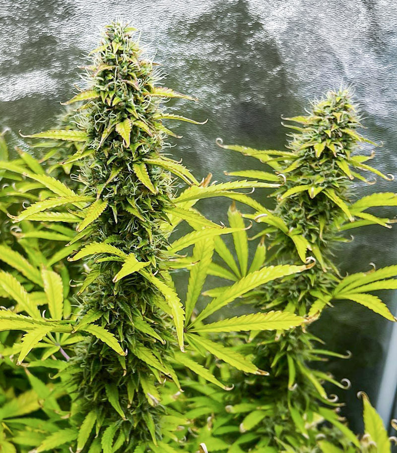 Kosher Kush 66 Autoflower Cannabispflanze – EGS, Foto 5