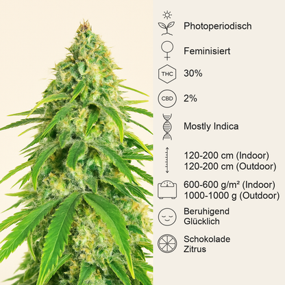 Glue Sherbert feminisierte Samen (AlphaFem Seeds)