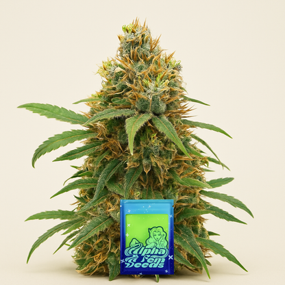 I'm Alive feminisierte Samen (AlphaFem Seeds)