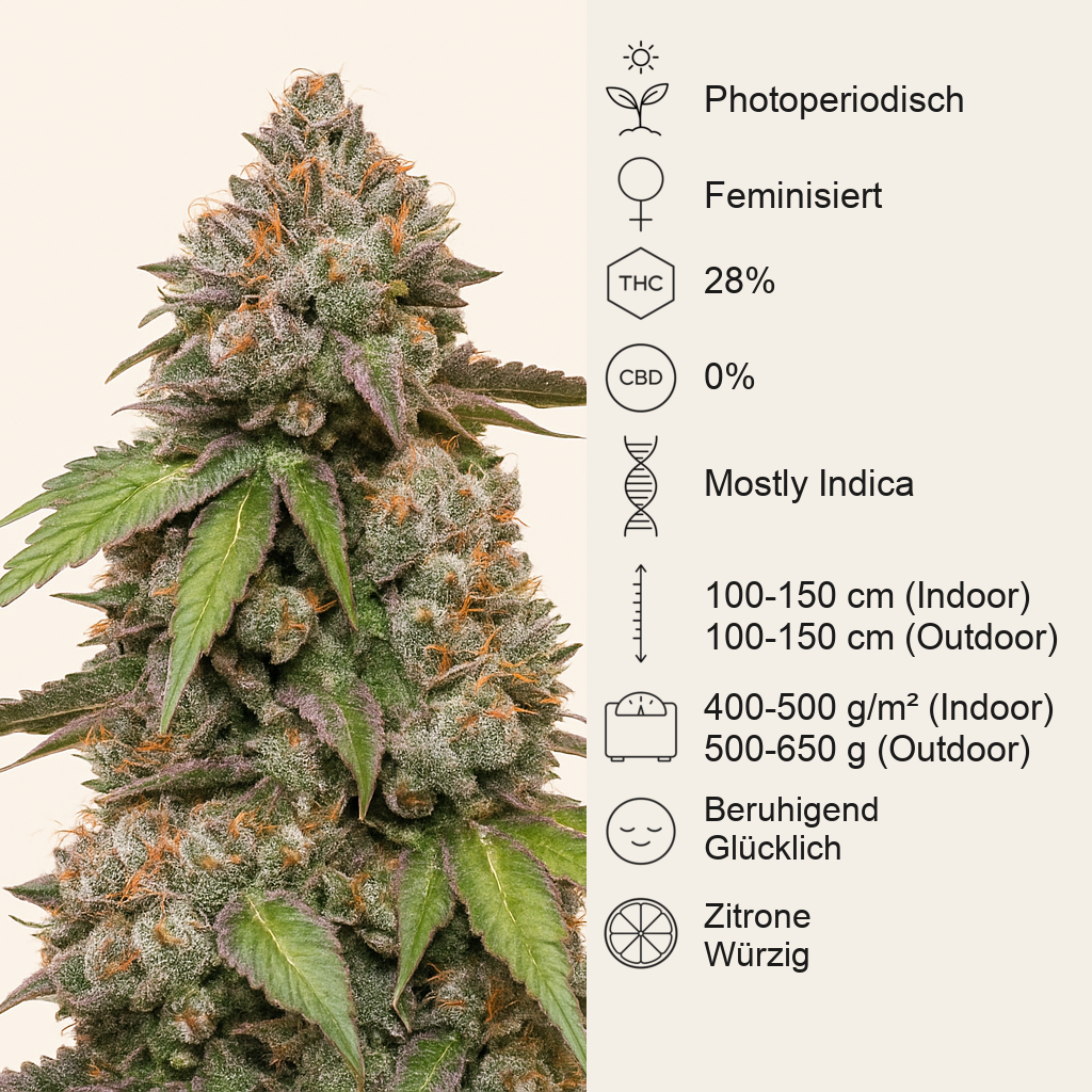 DDoS #33 feminisierte Samen (Herbies Seeds)