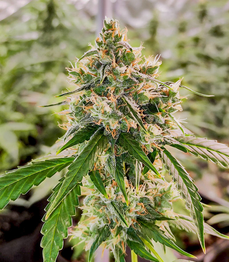 Wedding Cake Autoflower Cannabispflanze – EGS, Foto 4
