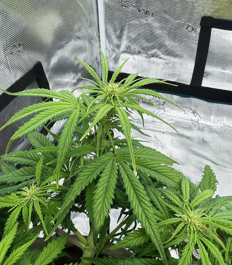 Special Queen 1 Auto Cannabispflanze – Royal Queen Seeds, Foto 1