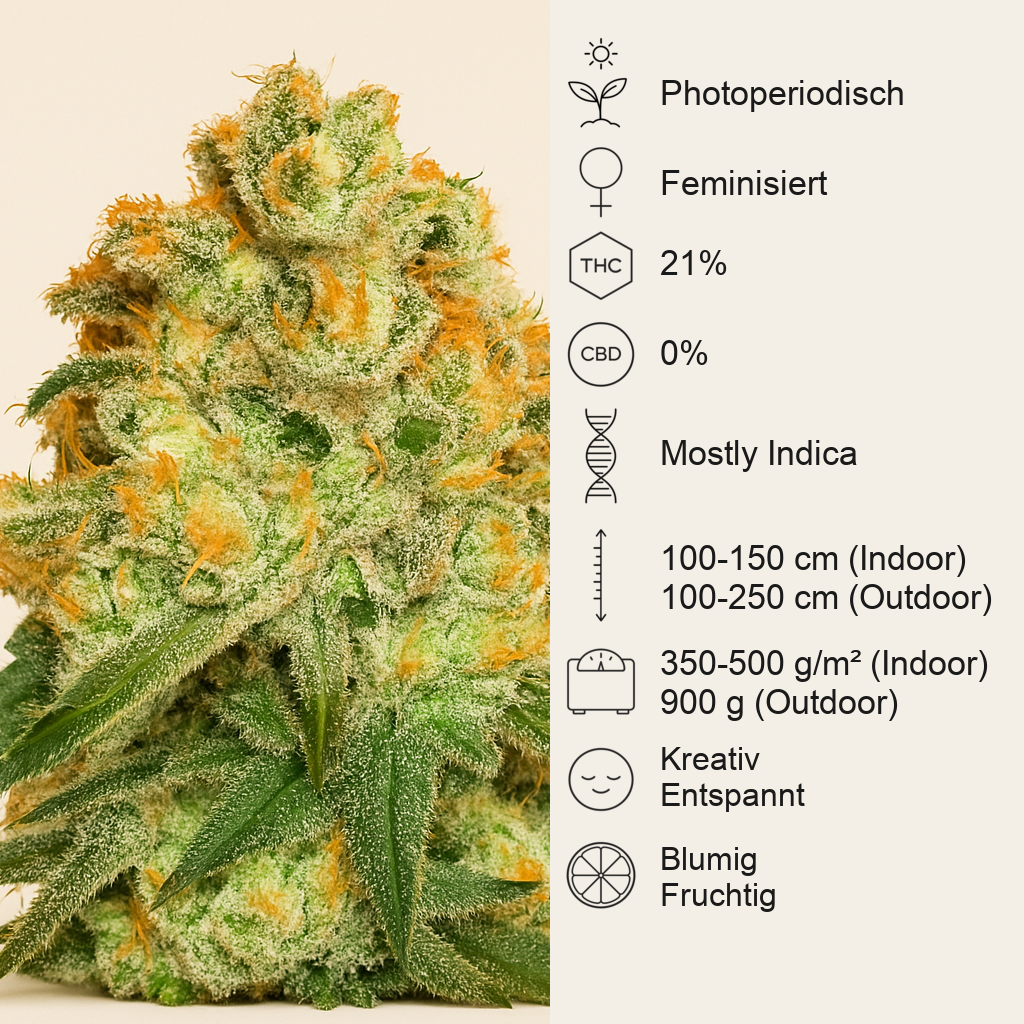 Marmalate (Delicious Seeds) Cannabis-Samen