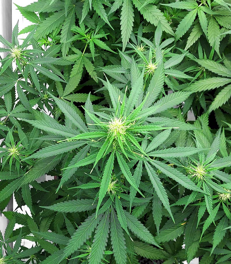 Orange Buddy Auto Cannabispflanze – Herbies Seeds, Foto 5