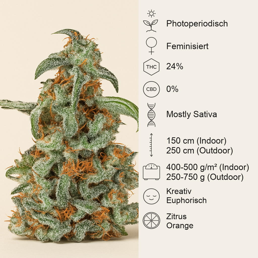 Orange Bud (Dutch Passion) Cannabis-Samen