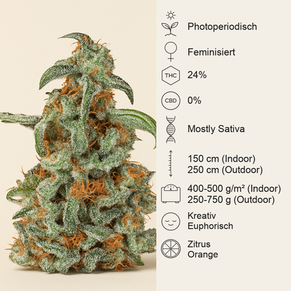 Orange Bud (Dutch Passion) Cannabis-Samen