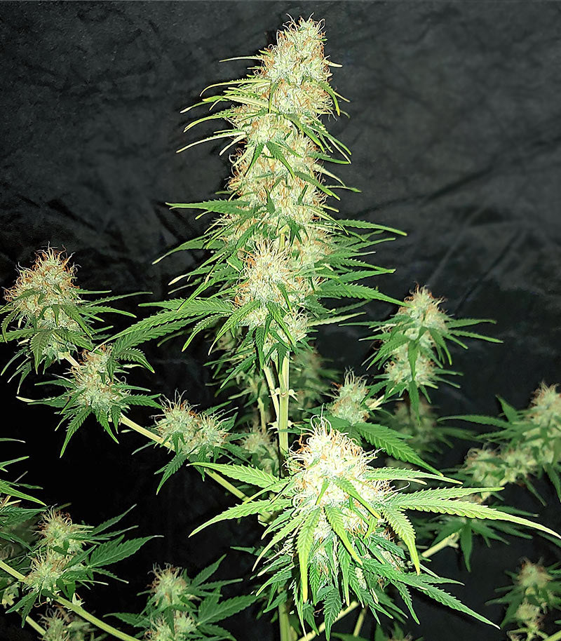 Orange Buddy Auto Cannabispflanze – Herbies Seeds, Foto 2