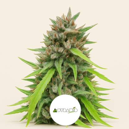 Auto White Widow CBD (Pyramid Seeds) Cannabis-Samen