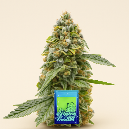 Hero Cookies feminisierte Samen (AlphaFem Seeds)