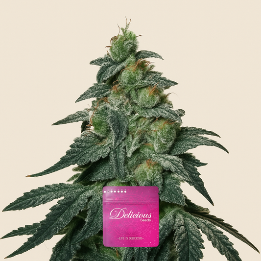 Golosa (Delicious Seeds) Cannabis-Samen