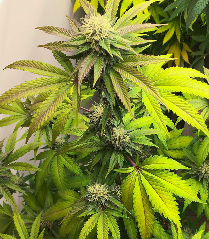Sour Strawberry Cannabispflanze – Barney's Farm, Foto 3