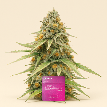 Delicious Cookies Early Version feminisierte Samen (Delicious Seeds)