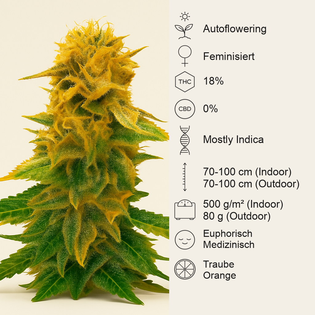 Sugar Black Rose Auto (Delicious Seeds) Cannabis-Samen