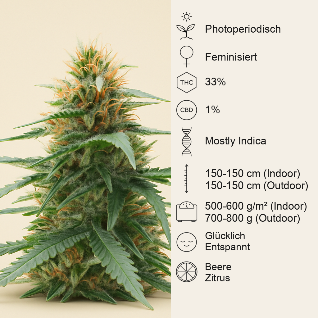 Northern Lights 10 of 10 feminisierte Samen (Seedkeepers)