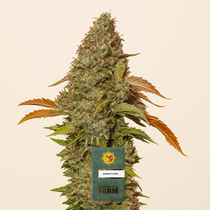 Z OG Auto (Barney's Farm) Cannabis-Samen