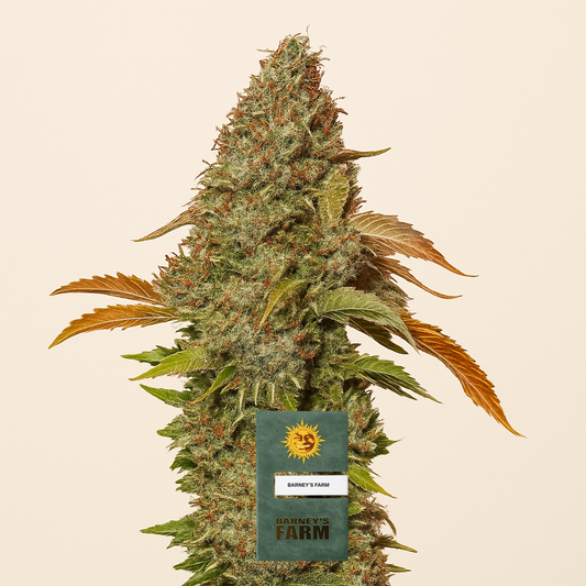 Z OG Auto (Barney's Farm) Cannabis-Samen