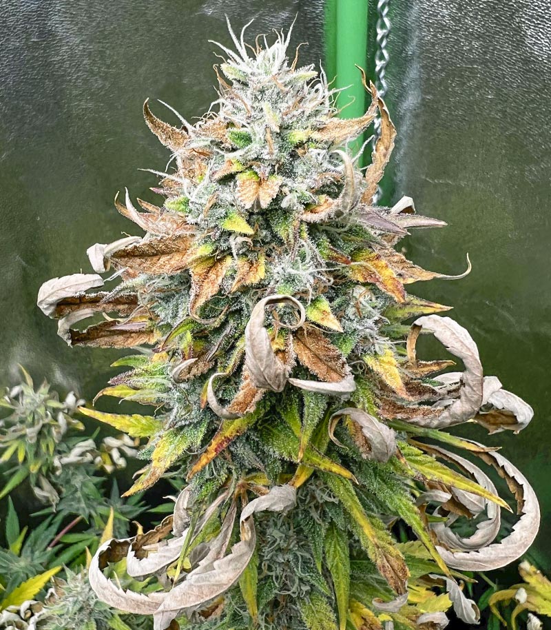 Purple Juice Auto Cannabispflanze – Herbies Seeds, Foto 2
