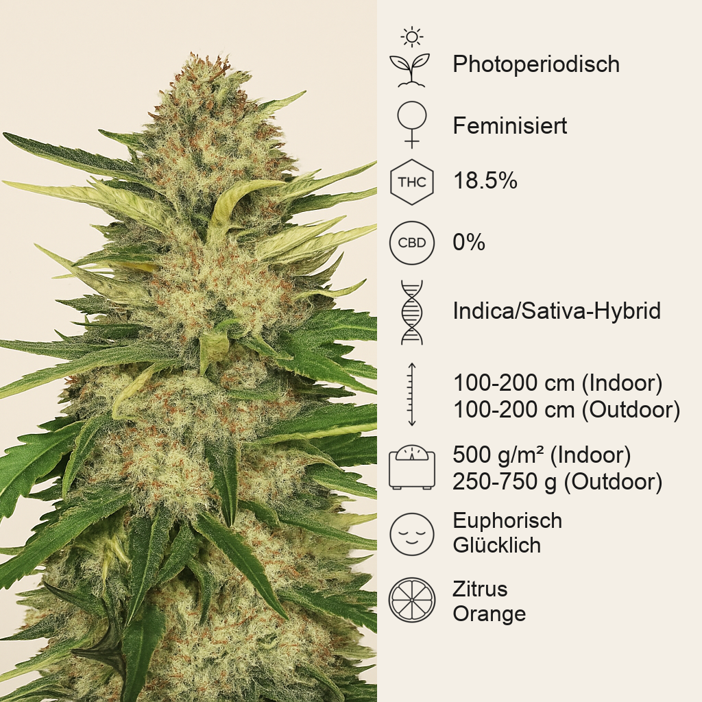 Critical Orange Punch (Dutch Passion)