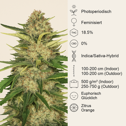 Critical Orange Punch (Dutch Passion)