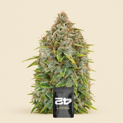 Original Cinderella Auto Samen feminisiert (Fast Buds)