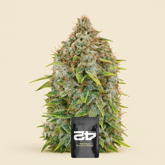 Original Cinderella Auto Samen feminisiert (Fast Buds)