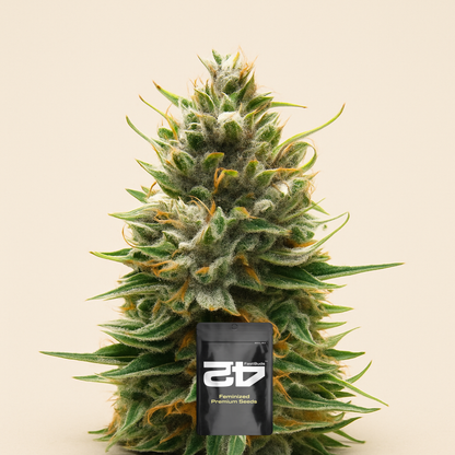 Tropicana Cookies Auto feminisierte Samen (Fast Buds)