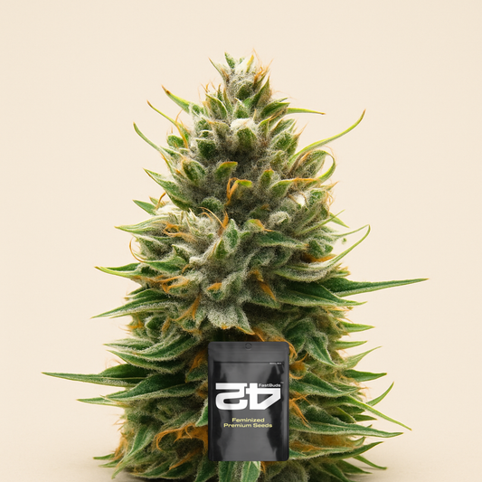 Tropicana Cookies Auto feminisierte Samen (Fast Buds)