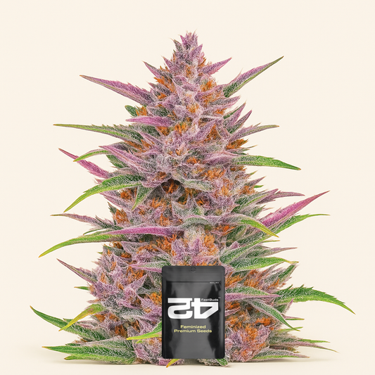 Gorilla Punch Auto feminisierte Samen (Fast Buds)