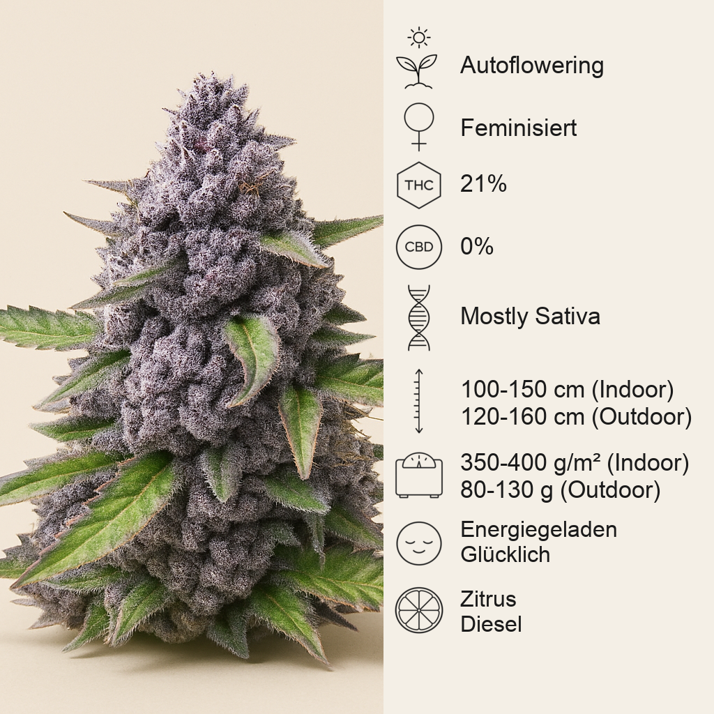 Mimosa Automatic feminisierte Samen (Royal Queen Seeds)