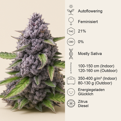 Mimosa Automatic feminisierte Samen (Royal Queen Seeds)