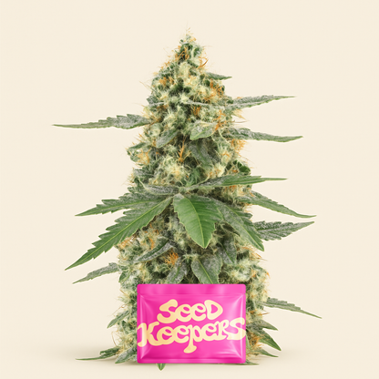 Sour Diesel Autoflower feminisierte Samen (Seedkeepers)