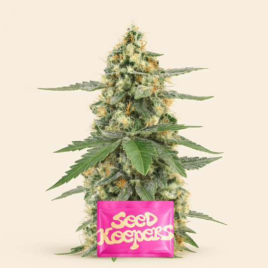 Sour Diesel Autoflower feminisierte Samen (Seedkeepers)