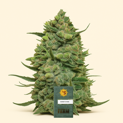 Cookies Kush (Barney's Farm)