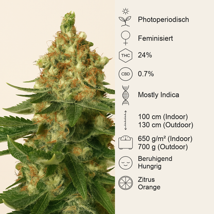 Orange Sherbert (Barney's Farm) Cannabis-Samen