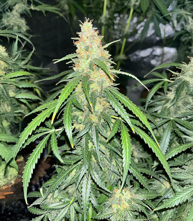 Auto GG#4 Original Glue F1 Cannabispflanze – Seedkeepers, Foto 3