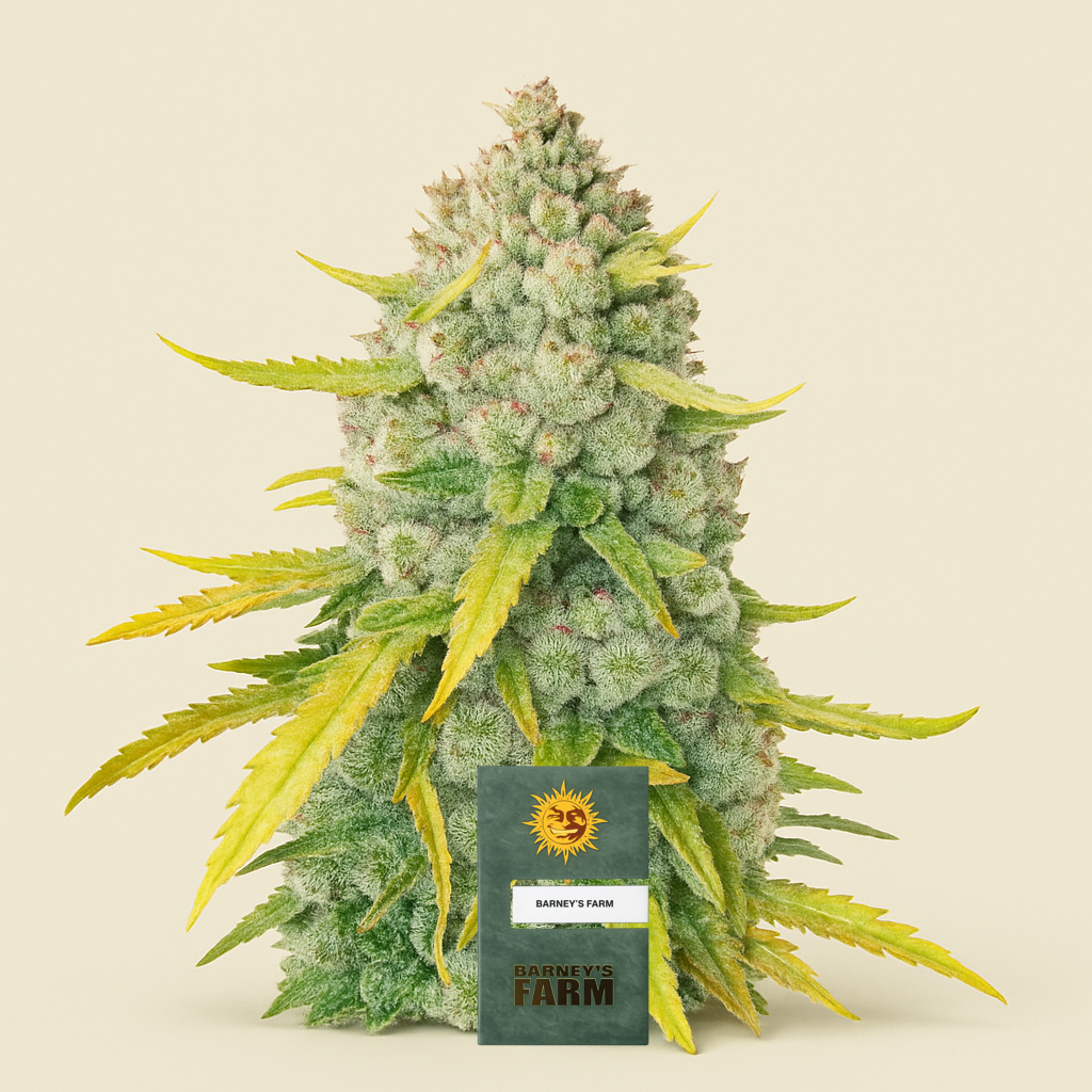 LSD feminisierte Samen (Barney’s Farm)