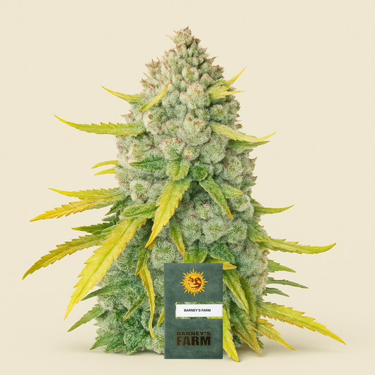 LSD feminisierte Samen (Barney’s Farm)