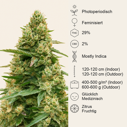 Sith OG feminisierte Samen (AlphaFem Seeds)