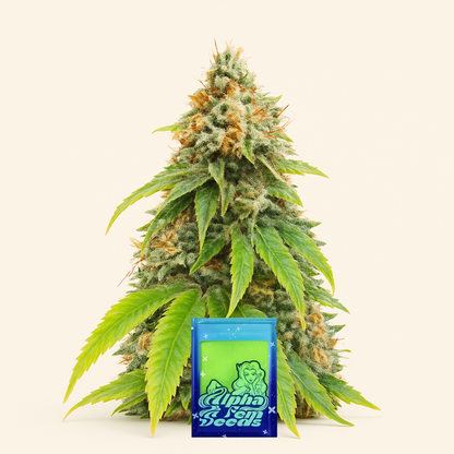 Blueberry OG feminisierte Samen (AlphaFem Seeds)