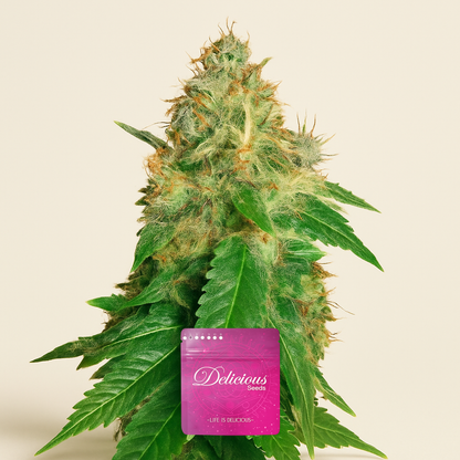 Northern Light Blue (Delicious Seeds) Cannabis-Samen