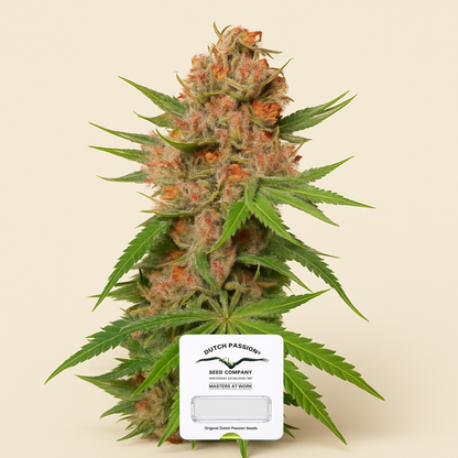 Passion Fruit (Dutch Passion) Cannabis-Samen