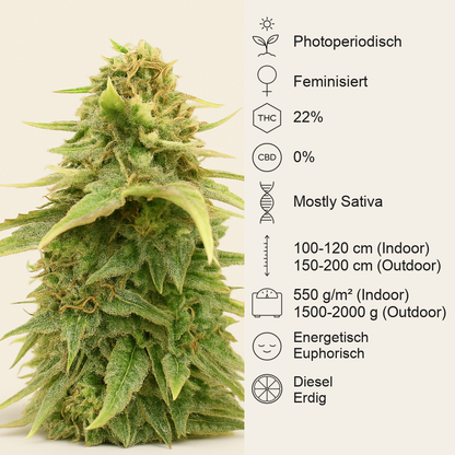 Sour Diesel feminisierte Samen (Barney’s Farm)