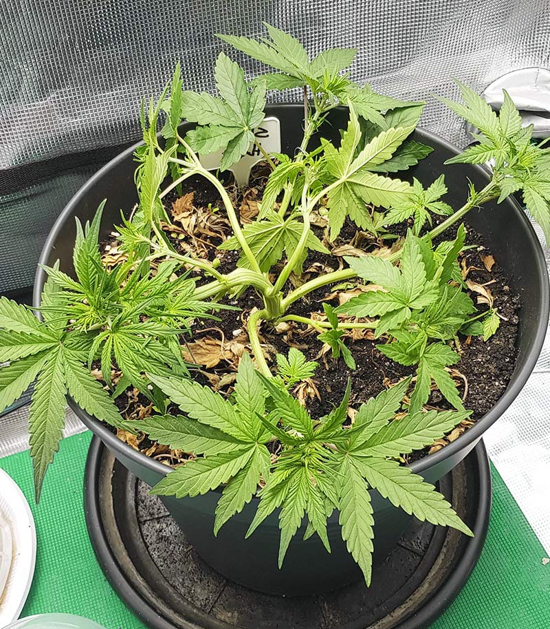 Skywalker Haze Cannabispflanze – Dutch Passion, Foto 17