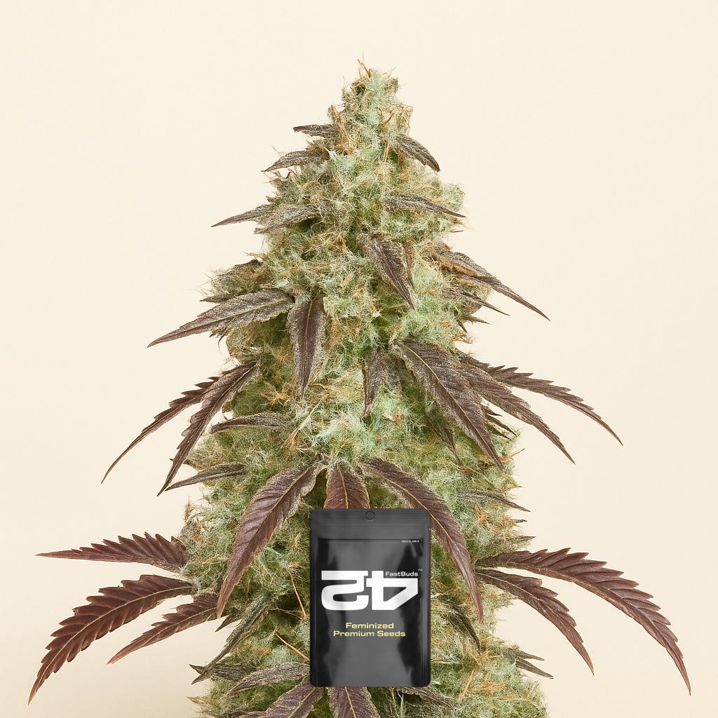 Lemon Pie Auto feminisierte Samen (Fast Buds)