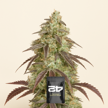 Lemon Pie Auto feminisierte Samen (Fast Buds)