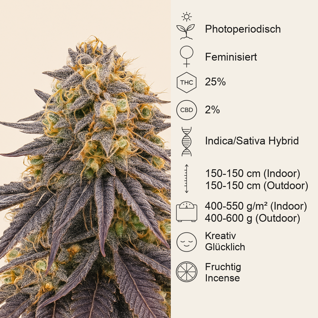 Punch Cookies feminisierte Samen (AlphaFem Seeds)